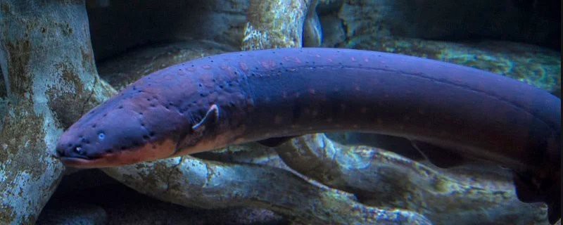 電鰻最害怕三個東西【電鰻為什么如此懼怕鱷魚？】