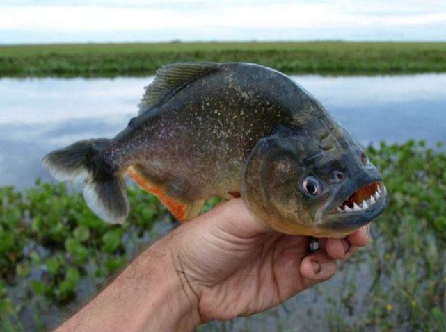 電鰻最害怕三個東西【電鰻為什么如此懼怕鱷魚？】
