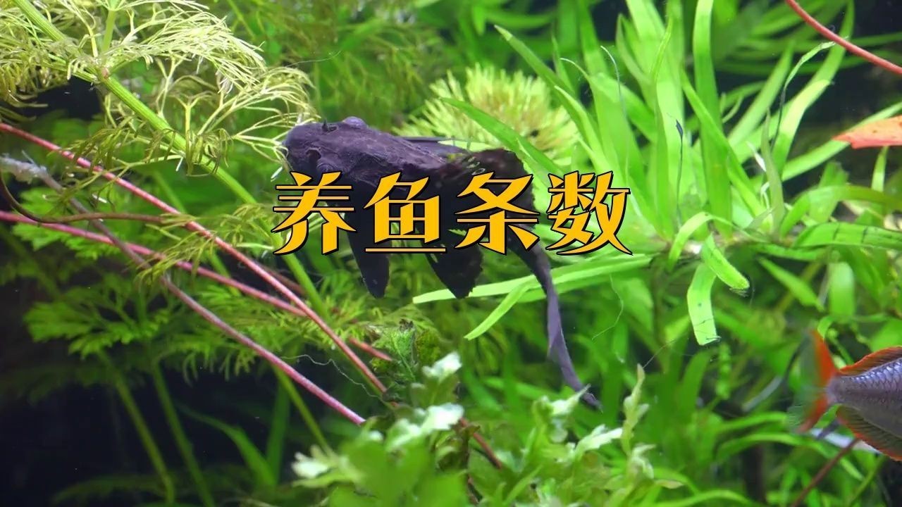 白子紅龍魚(yú)對(duì)溫度波動(dòng)有多大敏感，白子紅龍魚(yú)對(duì)溫度波動(dòng)有多大敏感，新手養(yǎng)魚(yú)致死的首要原因
