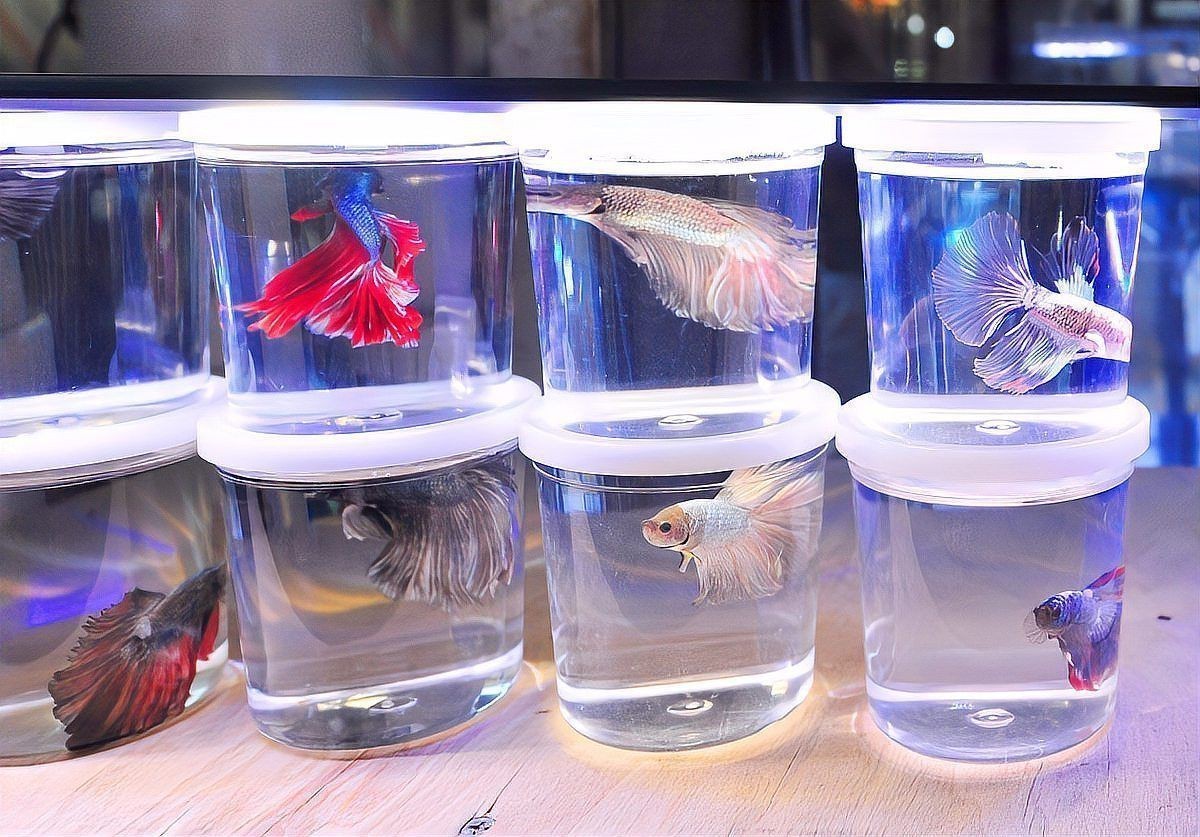 冷水孔雀魚凍不死【冷水孔雀魚在10度的水里會凍死嗎揭秘它們的生存智慧】