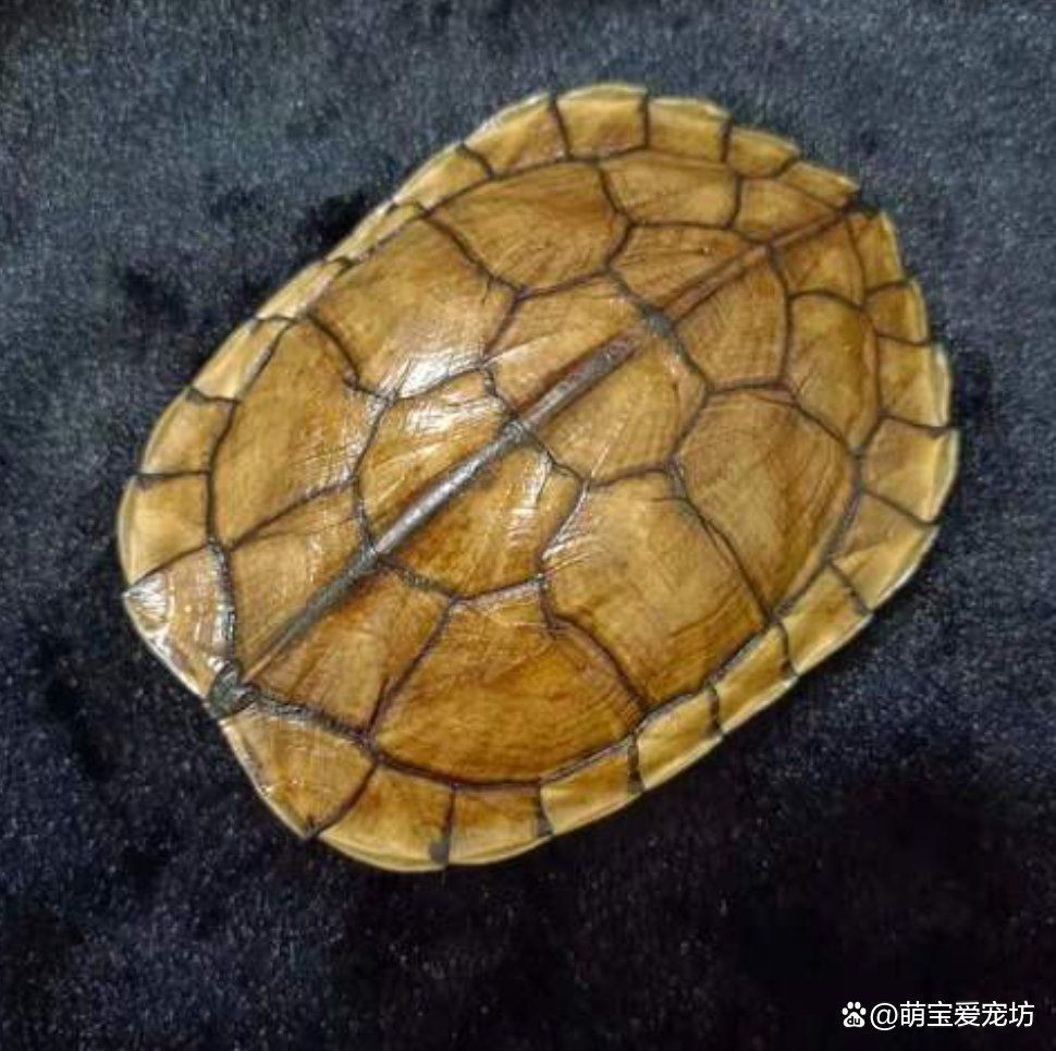 龍龜的清潔方法【烏龜的日常護理要點全解析】