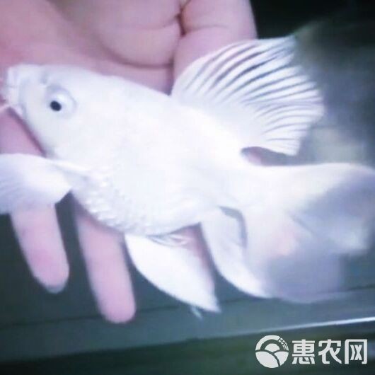 蝴蝶鯉40厘米多少錢一條【40厘米蝴蝶鯉多久喂一次】
