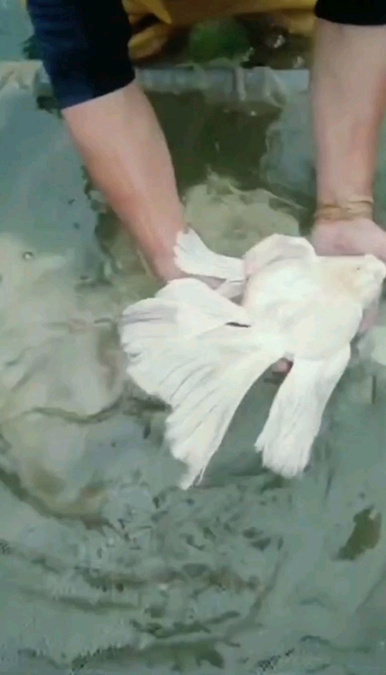 蝴蝶鯉40厘米多少錢一條【40厘米蝴蝶鯉多久喂一次】