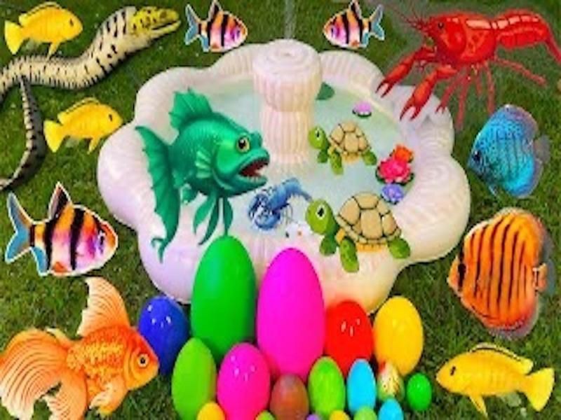 觀賞魚視頻大全全集免費觀看【《觀賞魚視頻大全全集免費觀看》】