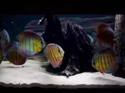 觀賞魚視頻大全全集免費觀看【《觀賞魚視頻大全全集免費觀看》】