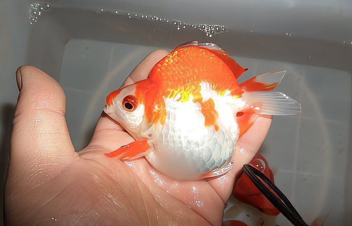 金元寶魚不適宜人群【金元寶魚會咬不適宜人群】