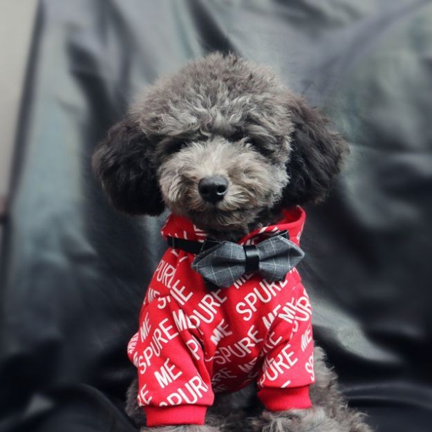 金元寶魚不適宜人群【金元寶魚會咬不適宜人群】