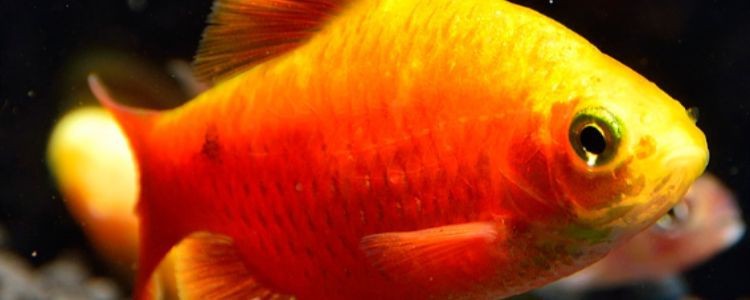 金元寶魚不適宜人群【金元寶魚會咬不適宜人群】