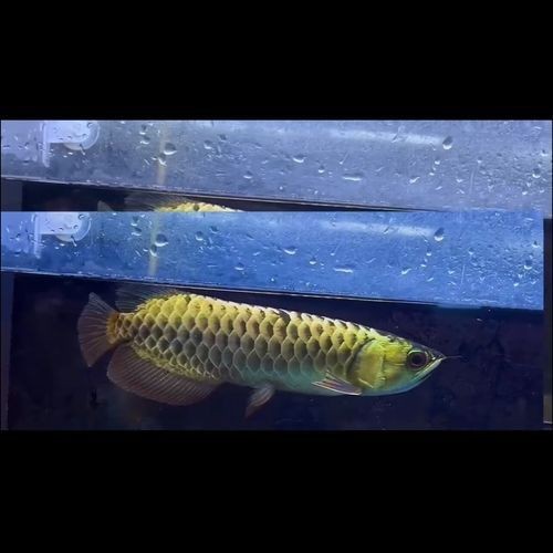 金龍魚b過背區分圖解【如何區分金龍魚b過背】