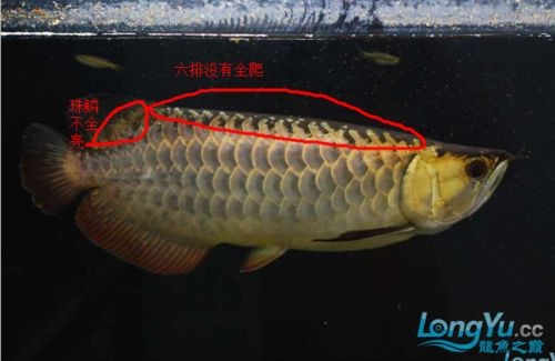 金龍魚b過背區分圖解【如何區分金龍魚b過背】