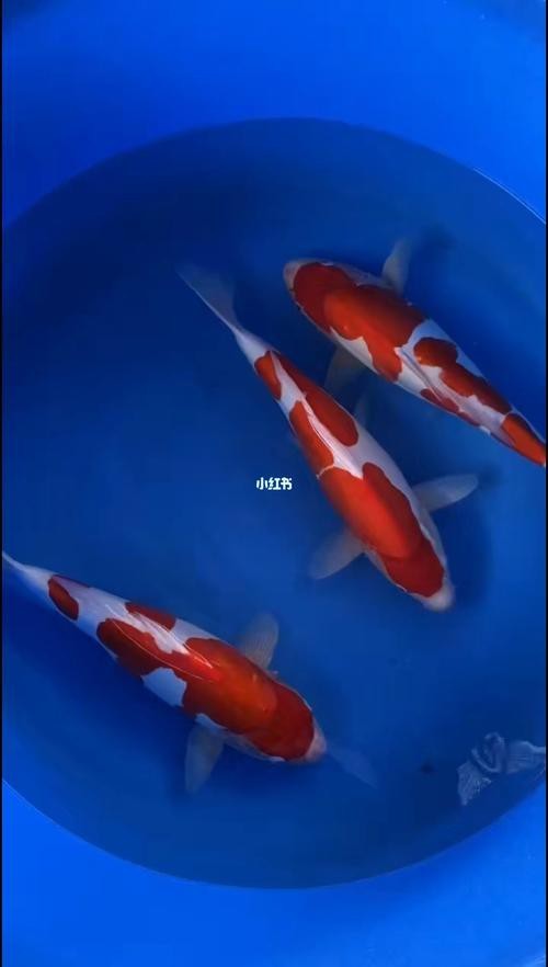 德系紅白錦鯉圖片【從德國鏡鯉到日本錦鯉】