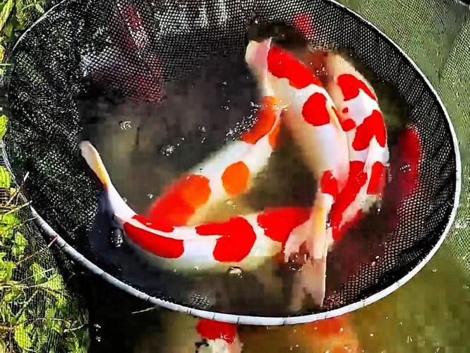德系紅白錦鯉圖片【從德國鏡鯉到日本錦鯉】