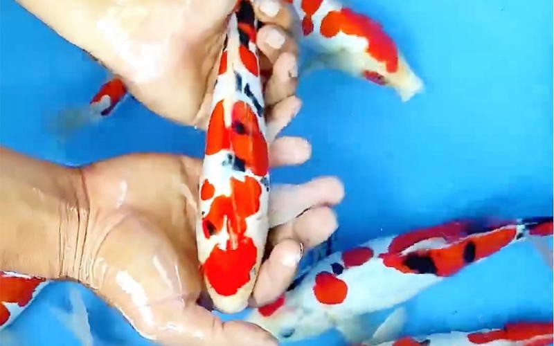 德系紅白錦鯉圖片【從德國鏡鯉到日本錦鯉】