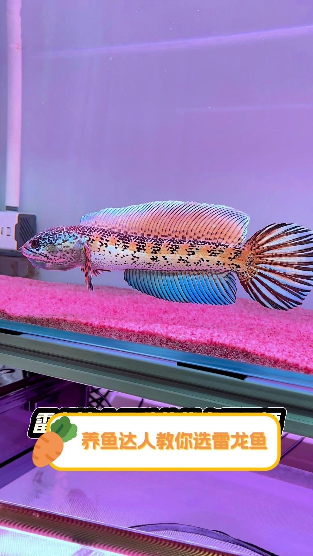 如何挑選健康的雷龍魚？【養(yǎng)魚達人教你選雷龍魚全民小視頻】