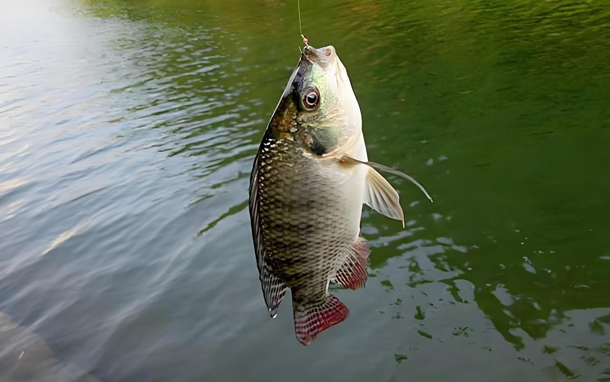 最耐活的魚第一名【夏季釣魚最耐活的魚第一名】