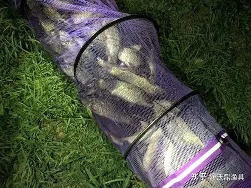 最耐活的魚第一名【夏季釣魚最耐活的魚第一名】