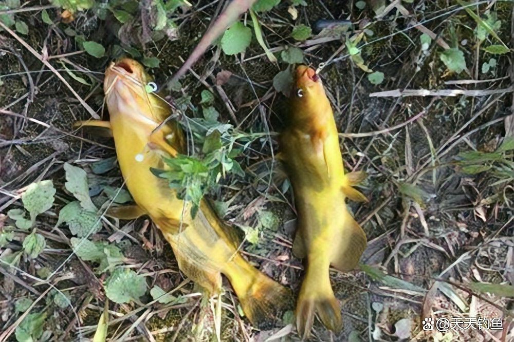 最耐活的魚第一名【夏季釣魚最耐活的魚第一名】