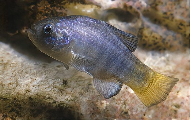 最耐活的魚第一名【夏季釣魚最耐活的魚第一名】