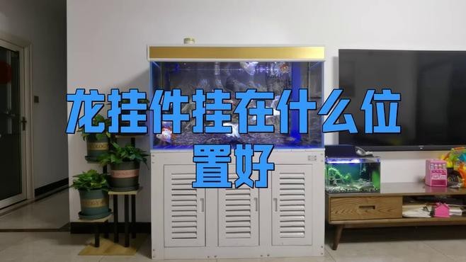 如何正確擺放龍頭魚掛件？【《如何正確擺放龍頭魚掛件》】