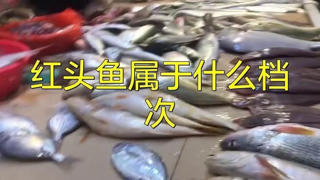 紅頭調(diào)魚和普通紅頭魚區(qū)別【頭調(diào)魚和普通紅頭魚在多個(gè)方面存在顯著區(qū)別】
