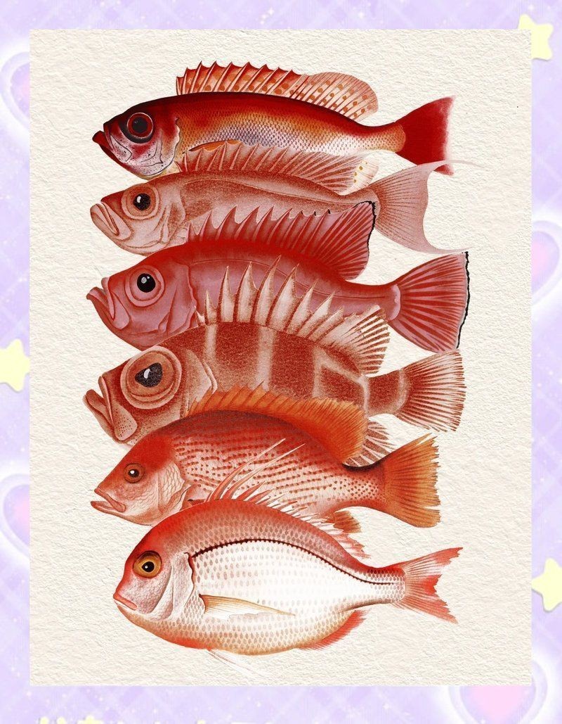 紅調魚【《紅調魚：獨特魅力的水中精靈》】