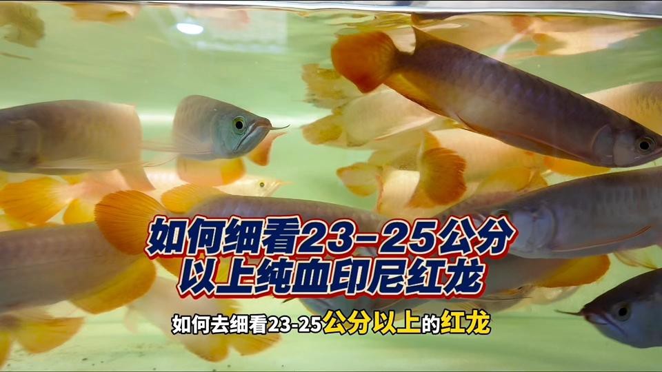 如何辨別紅龍魚的品種和品相？【嗶哩嗶哩如何挑選優質紅龍魚】