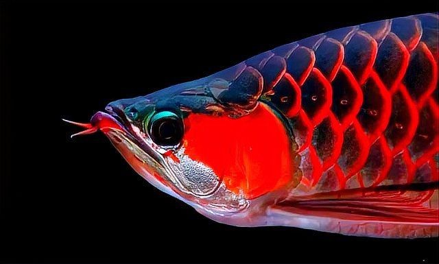 號半龍魚日常護(hù)理