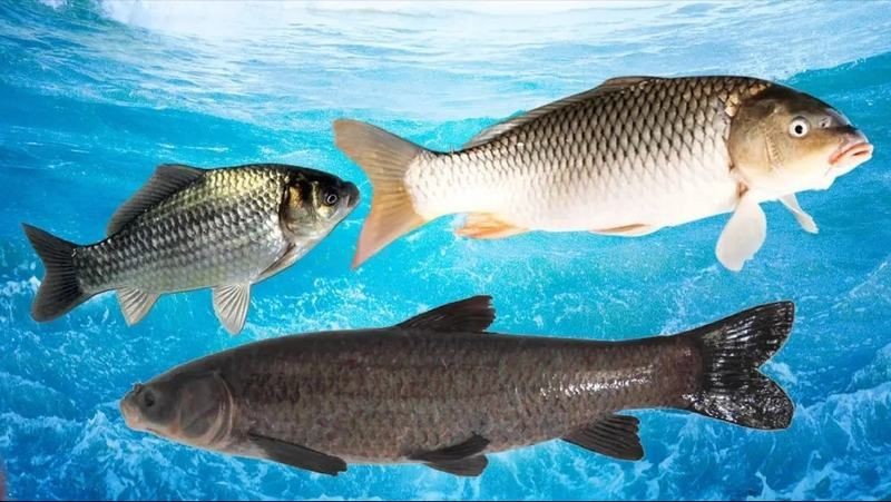 龍魚能隨便殺嗎【“龍魚能隨便殺嗎”男子好心放生“金龍魚”卻遭全網抵制】