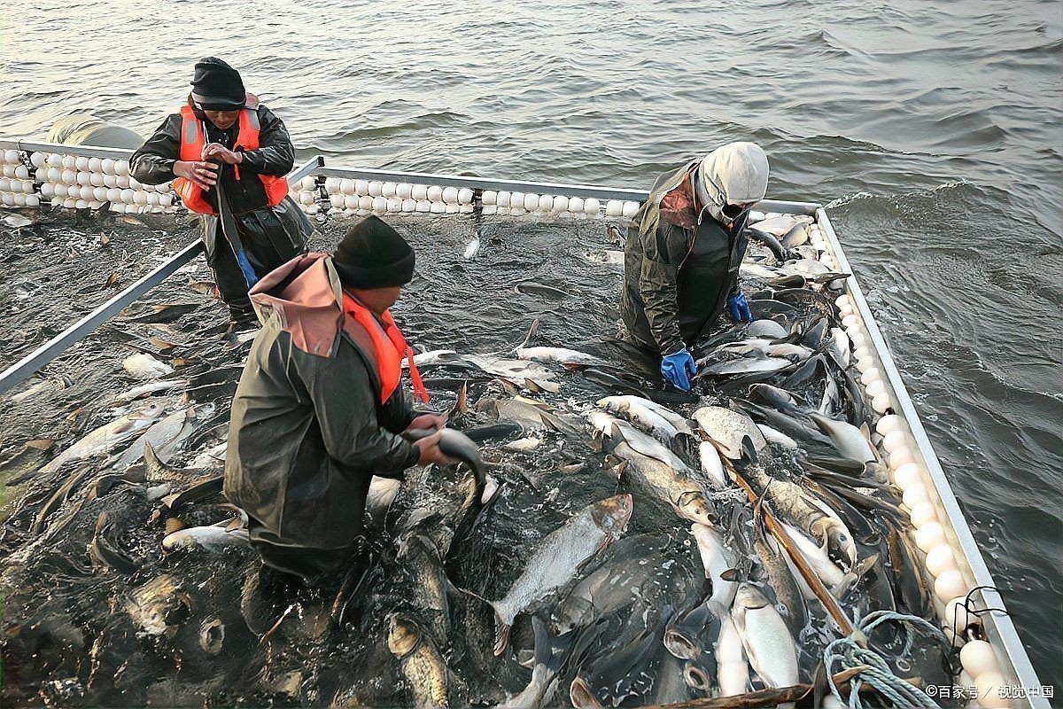 龍魚能隨便殺嗎【“龍魚能隨便殺嗎”男子好心放生“金龍魚”卻遭全網(wǎng)抵制】