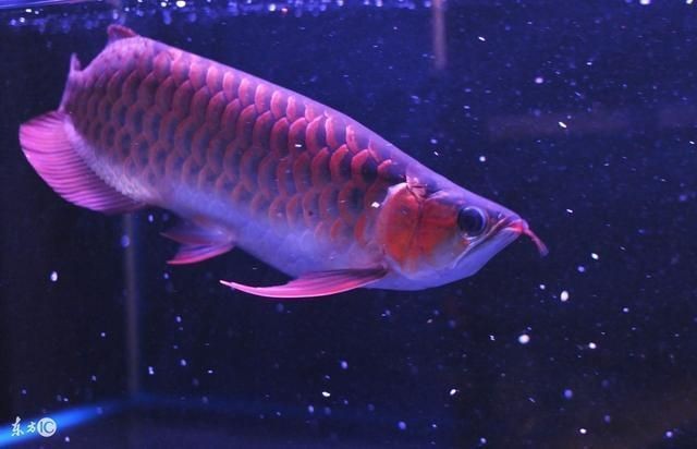 金龍魚公母怎么分圖片【金龍魚公母的區(qū)分在外觀上有一定特點】 金龍魚公母怎么分圖片【金龍魚公母的區(qū)分在外觀上有一定特點】 龍魚百科 第27張