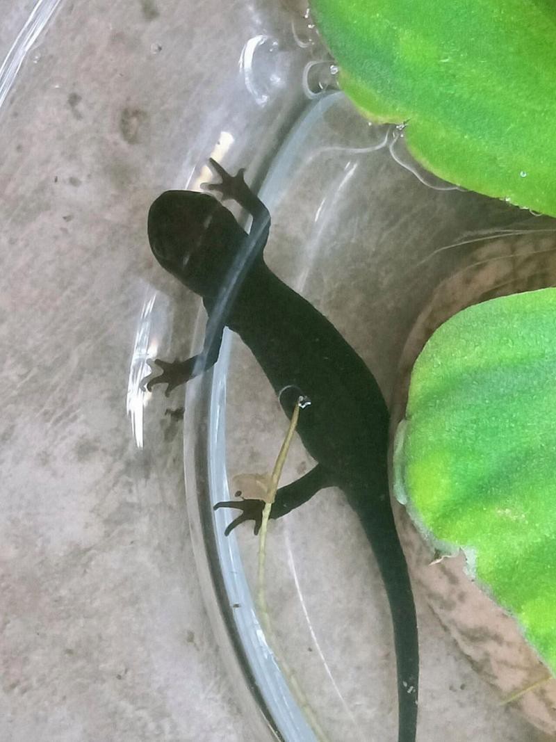 小火龍魚對哪些玩具最感興趣？【小火龍魚對特定類型玩具興趣濃厚】