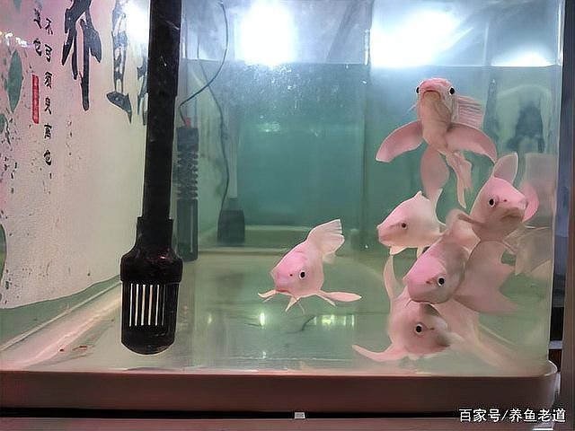 龍魚(yú)缸不堵水最簡(jiǎn)單三個(gè)方法【龍魚(yú)缸如何保養(yǎng)？】
