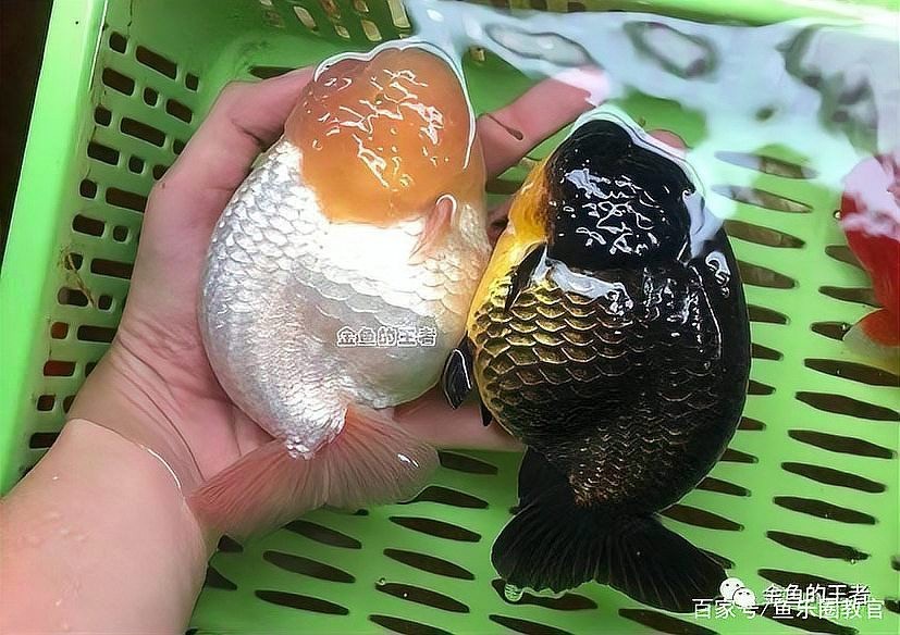 金魚108種品種圖解【盤點(diǎn)那些最牛逼的金魚品種100個(gè)(上)能認(rèn)的全算你真牛】 金魚108種品種圖解【盤點(diǎn)那些最牛逼的金魚品種100個(gè)(上)能認(rèn)的全算你真牛】 龍魚論壇 第1張