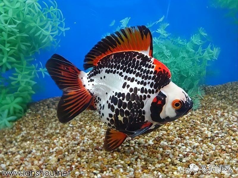金魚108種品種圖解【盤點(diǎn)那些最牛逼的金魚品種100個(gè)(上)能認(rèn)的全算你真牛】 金魚108種品種圖解【盤點(diǎn)那些最牛逼的金魚品種100個(gè)(上)能認(rèn)的全算你真牛】 龍魚論壇 第4張