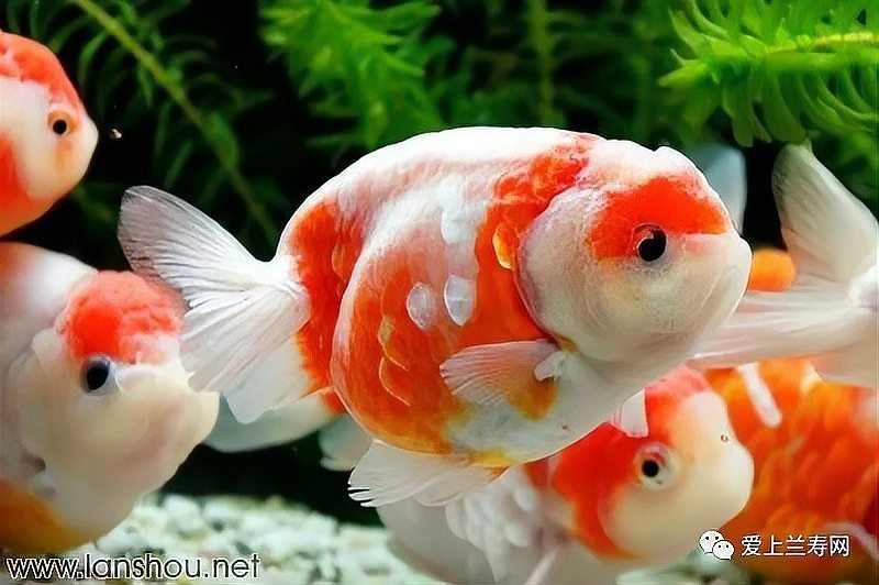 金魚108種品種圖解【盤點(diǎn)那些最牛逼的金魚品種100個(gè)(上)能認(rèn)的全算你真牛】 金魚108種品種圖解【盤點(diǎn)那些最牛逼的金魚品種100個(gè)(上)能認(rèn)的全算你真牛】 龍魚論壇 第5張
