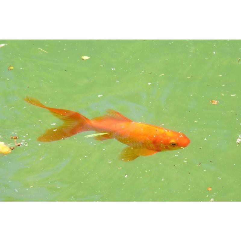 金魚108種品種圖解【盤點(diǎn)那些最牛逼的金魚品種100個(gè)(上)能認(rèn)的全算你真牛】 金魚108種品種圖解【盤點(diǎn)那些最牛逼的金魚品種100個(gè)(上)能認(rèn)的全算你真牛】 龍魚論壇 第6張