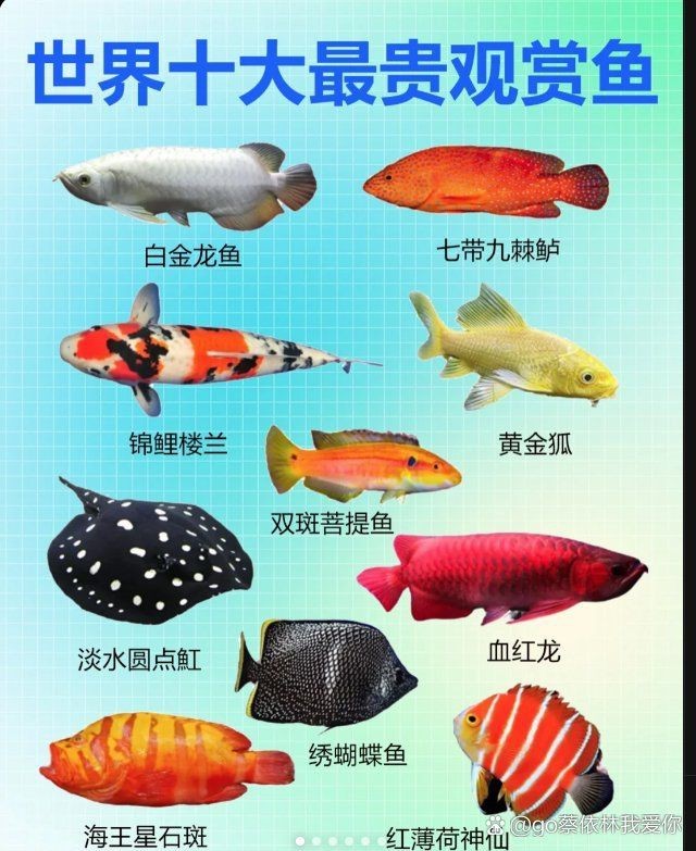觀賞魚價格表大全【名貴觀賞魚中哪一種最稀有】