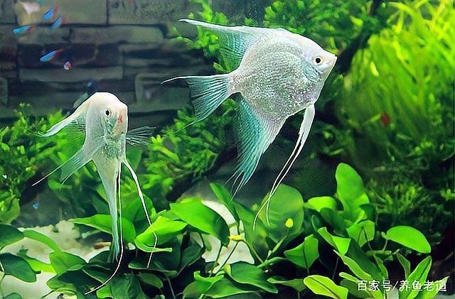 雷龍魚腸炎期間可以喂食嗎？【養(yǎng)魚老道，雷龍魚十大常見問題之腸炎不可怕，對(duì)癥很好治】