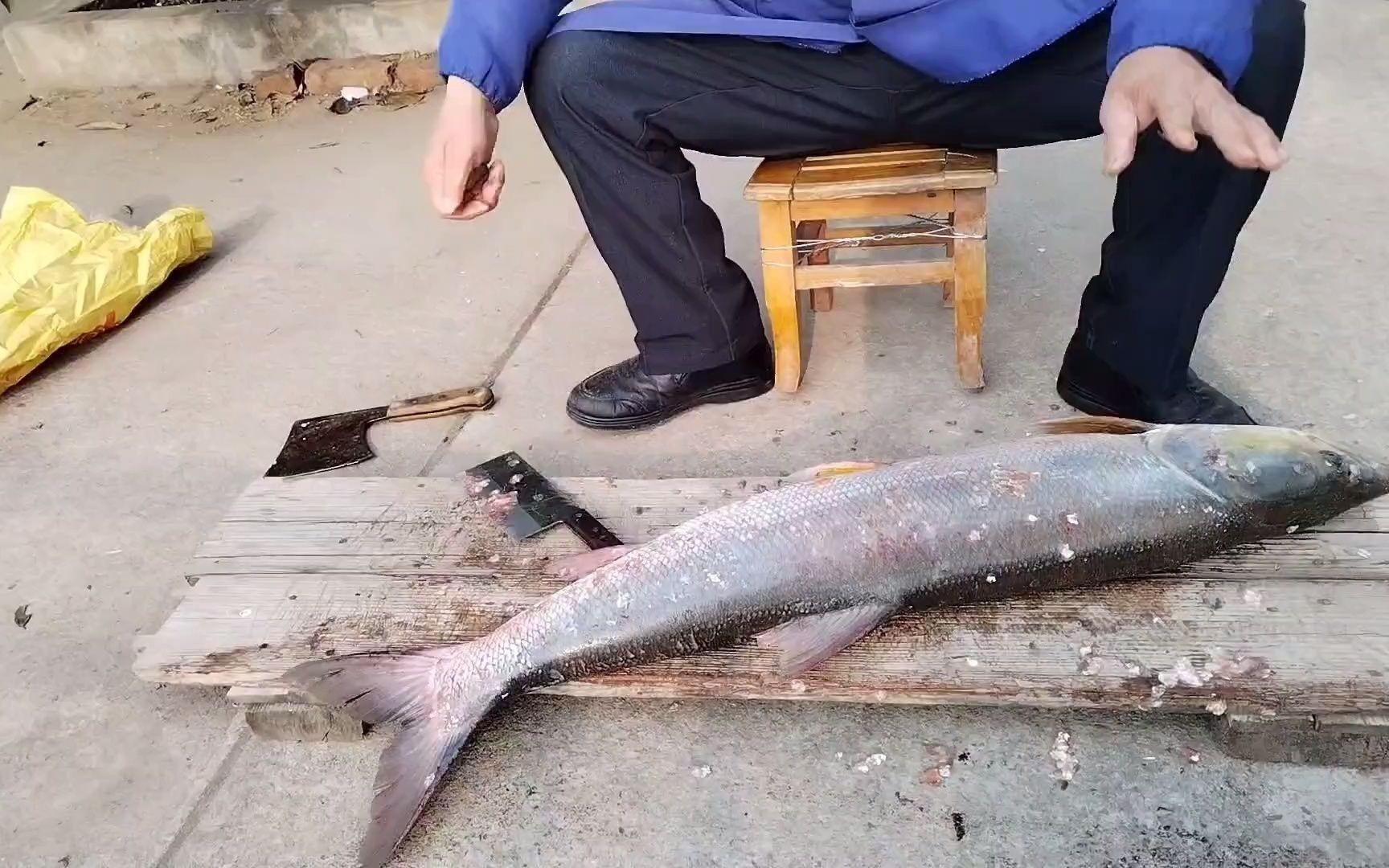 老虎魚貴不貴【老虎魚價格一般多少錢一斤】