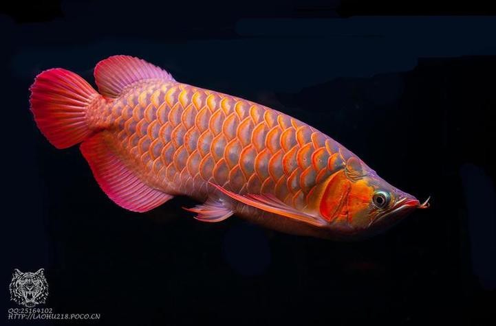 七彩金龍魚圖片【《七彩金龍魚的絢爛之美》】 龍魚論壇 第10張 七彩金龍魚圖片【《七彩金龍魚的絢爛之美》】 七彩金龍魚圖片【《七彩金龍魚的絢爛之美》】 龍魚論壇 第10張