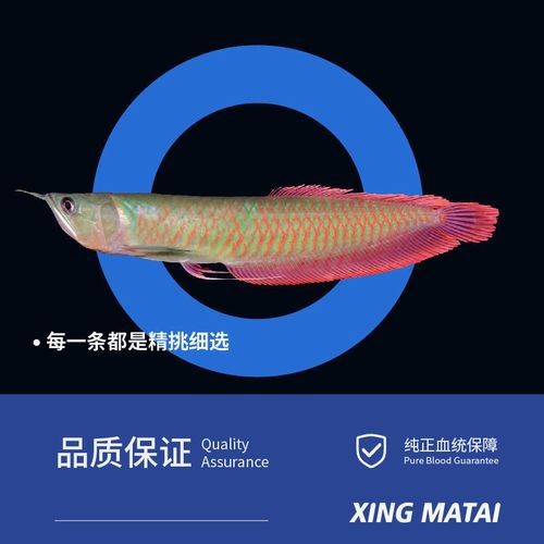 七彩金龍魚圖片【《七彩金龍魚的絢爛之美》】 龍魚論壇 第16張 七彩金龍魚圖片【《七彩金龍魚的絢爛之美》】 七彩金龍魚圖片【《七彩金龍魚的絢爛之美》】 龍魚論壇 第16張