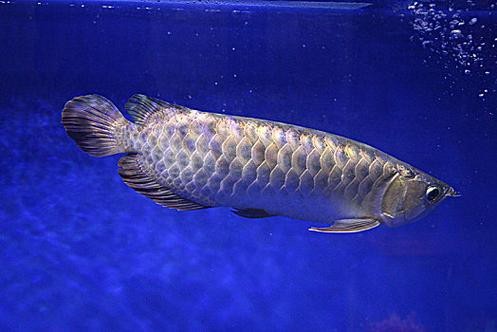 七彩金龍魚圖片【《七彩金龍魚的絢爛之美》】 龍魚論壇 第23張 七彩金龍魚圖片【《七彩金龍魚的絢爛之美》】 七彩金龍魚圖片【《七彩金龍魚的絢爛之美》】 龍魚論壇 第23張