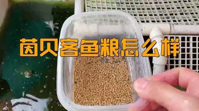 錦鯉飼料最好三個牌子【#錦鯉飼料最好三個牌子摘要，優質飼料對錦鯉生長發育、體色增艷至關重要】