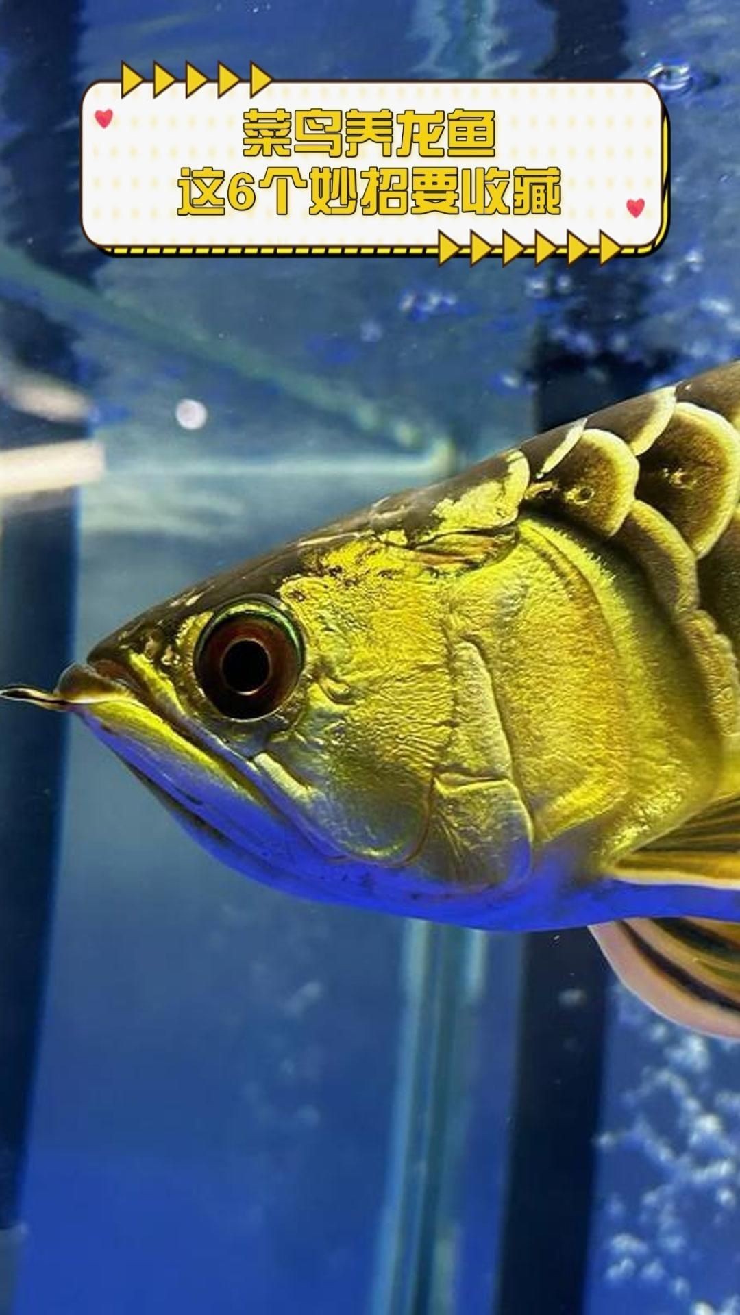 龍魚的飼養方法和注意事項【新手養龍魚八大指南和注意事項,】
