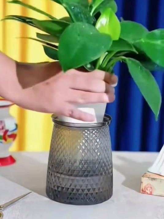 金鉆燈魚是吉兆還是兇兆【金鉆燈魚多久喂一次金鉆燈魚與哪些生肖最配】