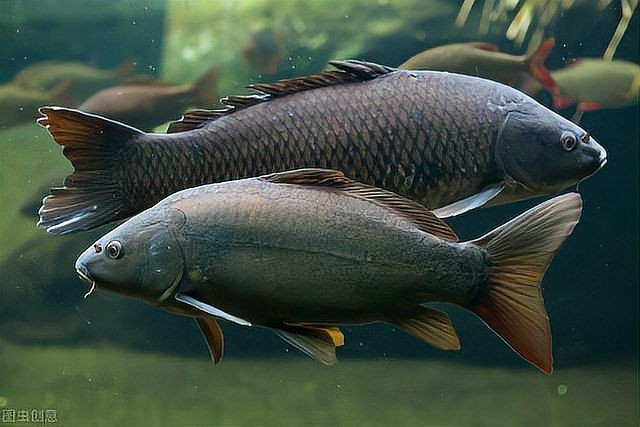 金鉆燈魚是吉兆還是兇兆【金鉆燈魚多久喂一次金鉆燈魚與哪些生肖最配】
