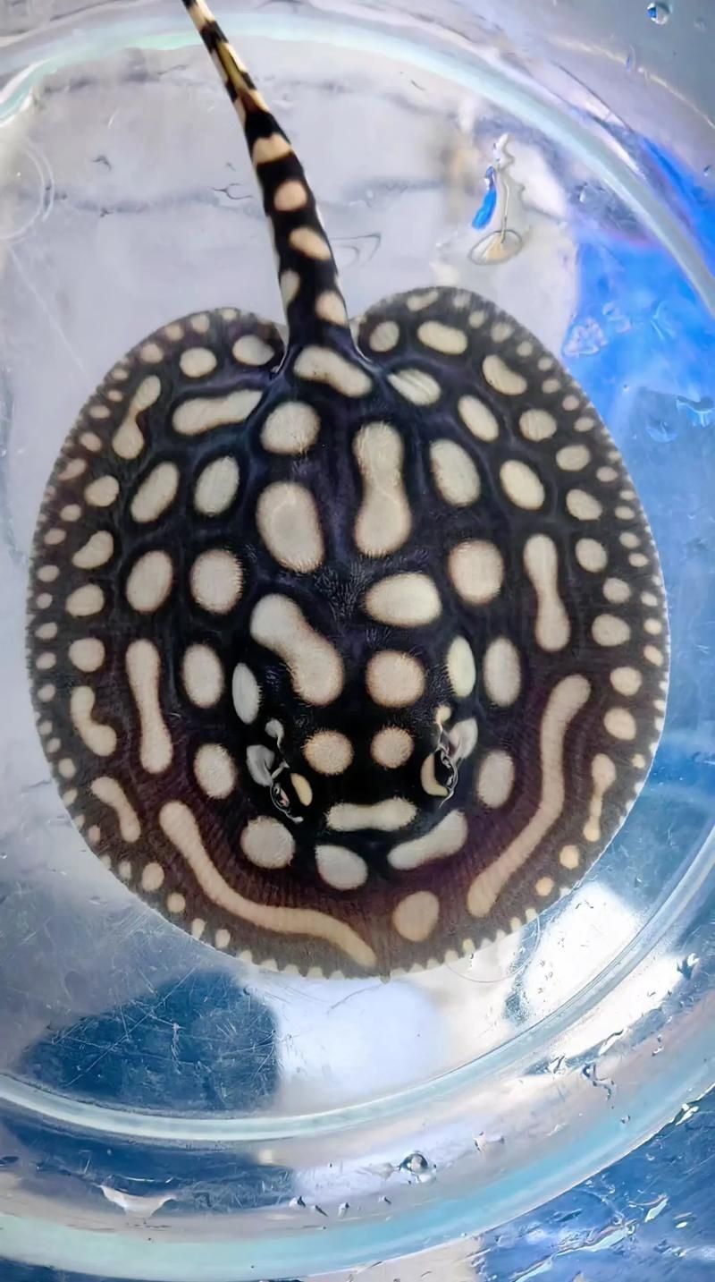 皇冠魟魚圖片【皇冠魟魚是一種極具特色的水族生物】