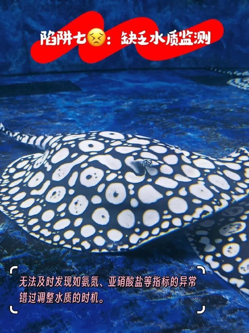 皇冠魟魚圖片【皇冠魟魚是一種極具特色的水族生物】
