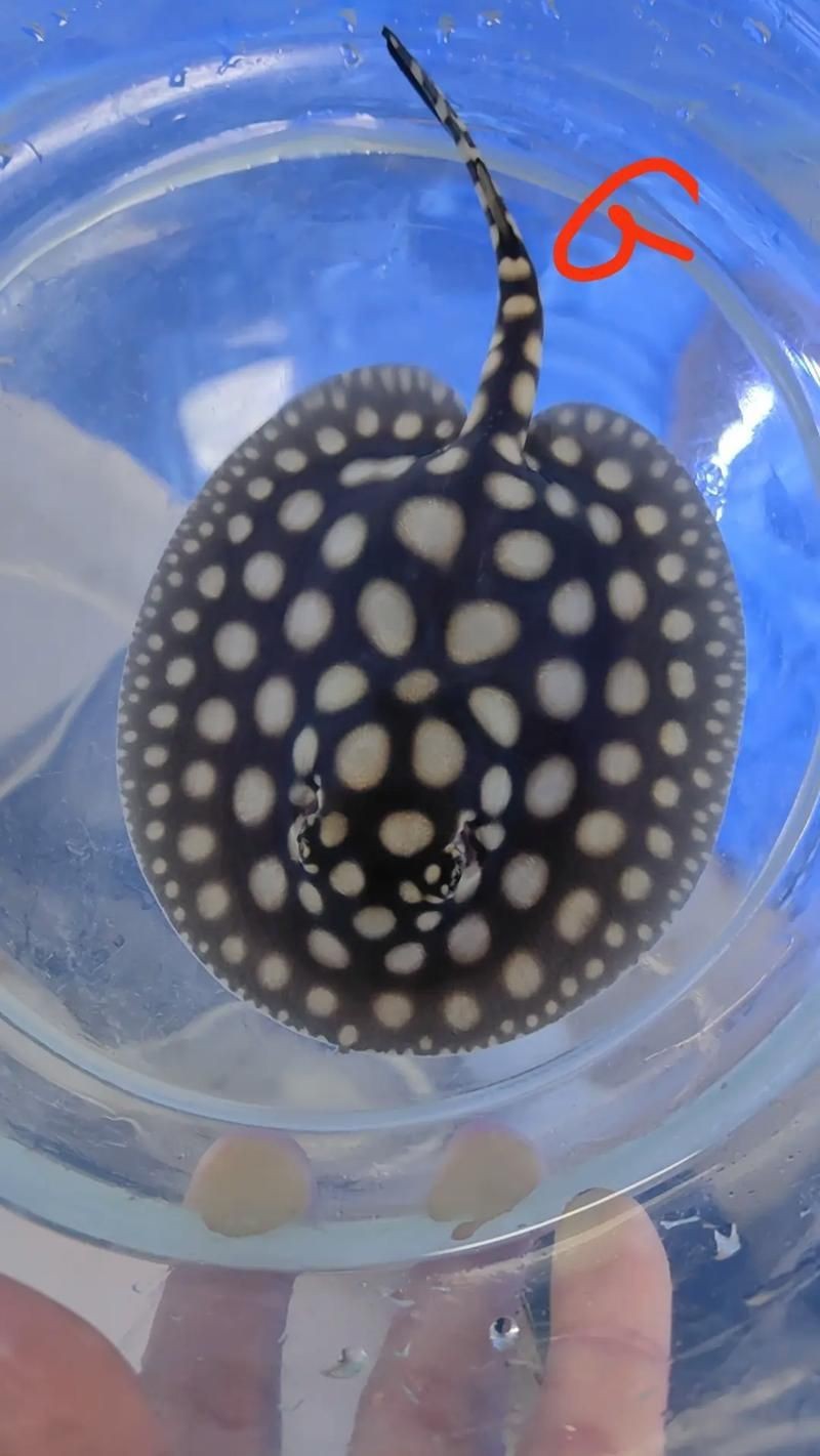 皇冠魟魚圖片【皇冠魟魚是一種極具特色的水族生物】