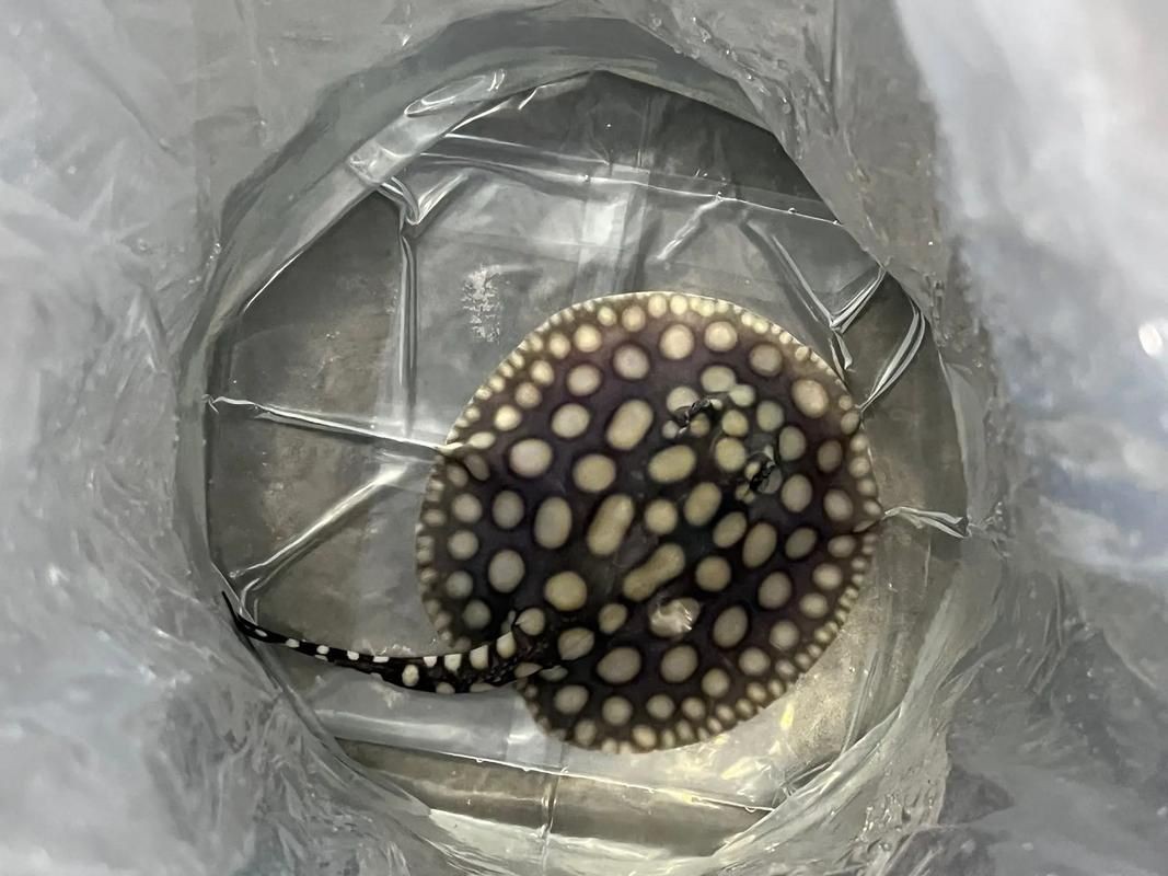 皇冠魟魚圖片【皇冠魟魚是一種極具特色的水族生物】